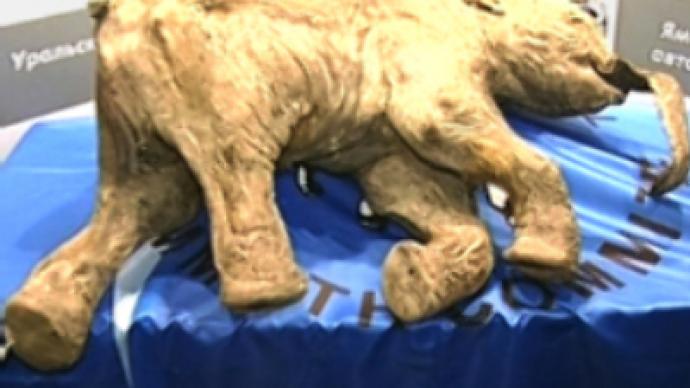 Baby mammoth will ‘live’ 500 years