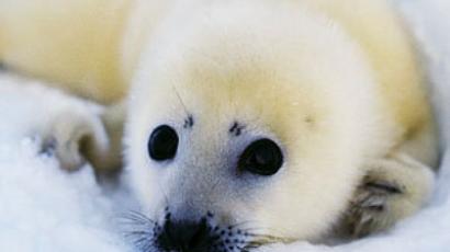 Russia introduces complete ban on baby seal hunt