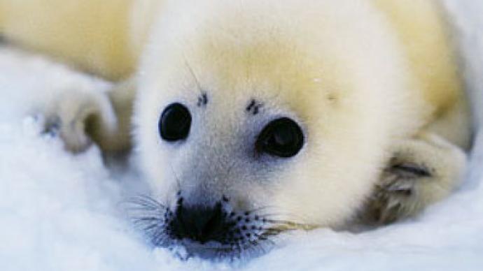 Baby seal hunting banned in Northern Russia