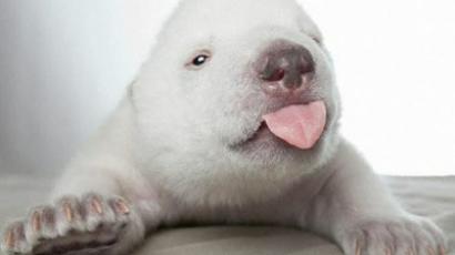 Polar bear triplets melt hearts of Russian visitors (VIDEO)