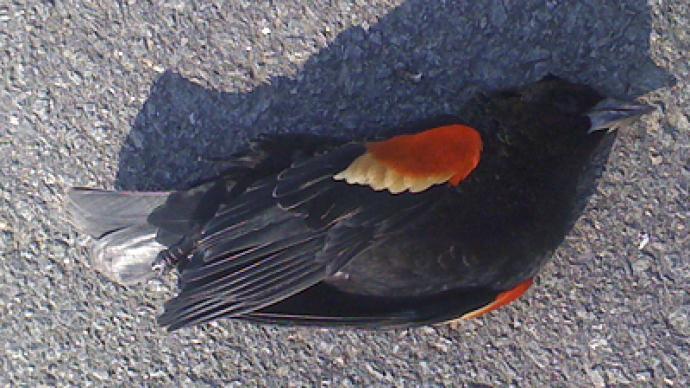 Bye-bye blackbirds: Feathered fatalities forewarn Doomsday? 