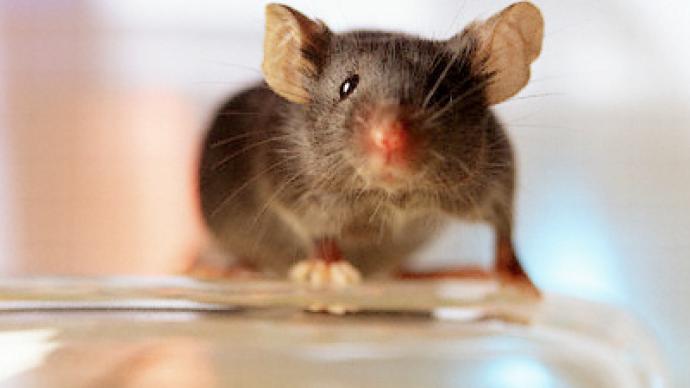 Bomb-detecting mice may foil future terrorists