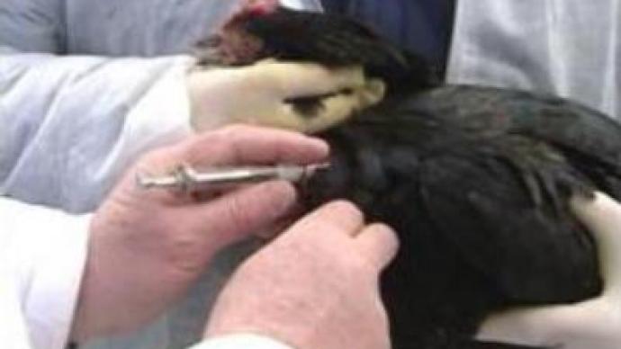 Criminal case follows bird flu outbreak in Moscow