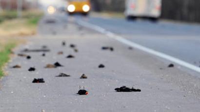 Bye-bye blackbirds: Feathered fatalities forewarn Doomsday? 