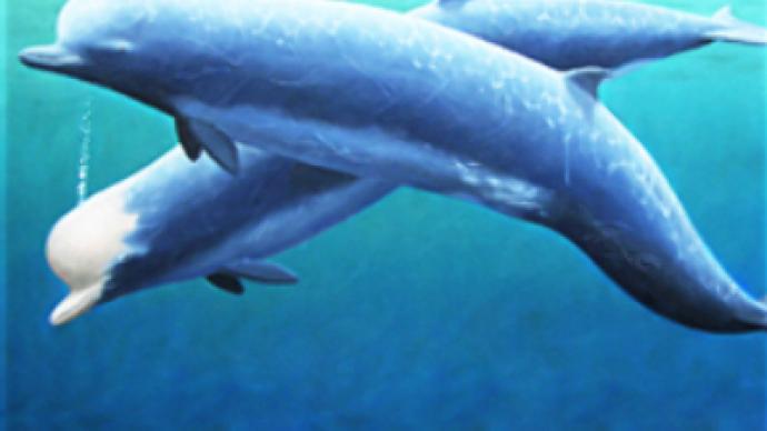 Do submarines kill whales?