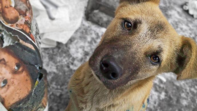 Russian region signs death sentence for 16,500 dogs