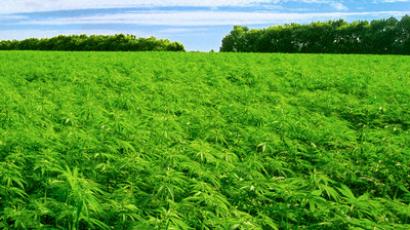 Kentucky set to be first state to legalize hemp production
