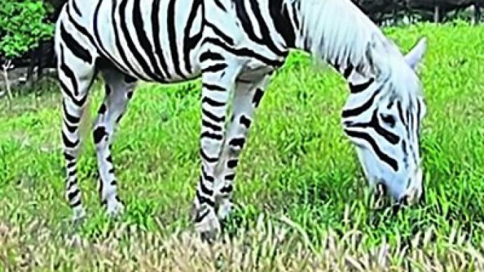 zebra fake