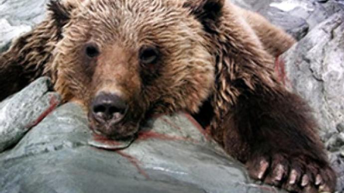 Desperate gamekeeper takes his life after killing bear