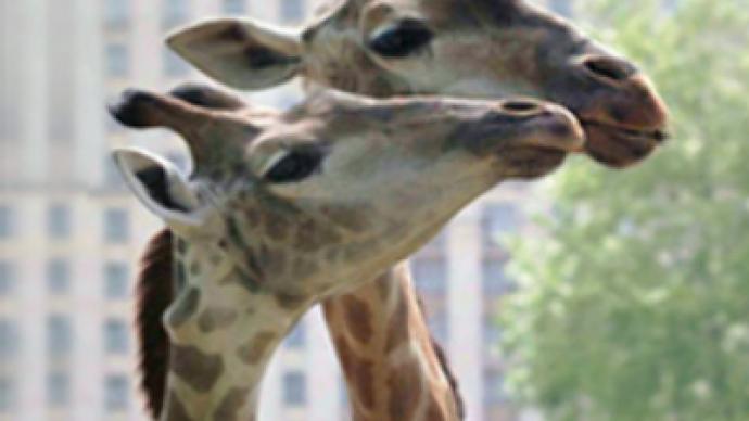 Giraffes wed in Brazil