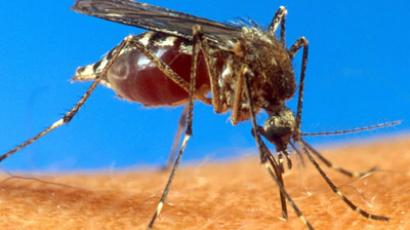 Genetically modified mosquitos could be used to fight malaria