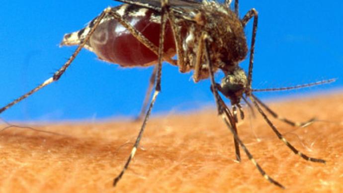 GM mosquitoes: Risky experiment or life saver?