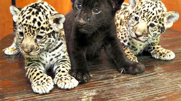 Jaguar cubs born in St. Petersburg zoo