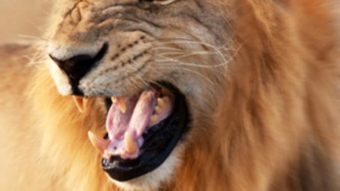 Lion attacks tamer at circus, sent to zoo