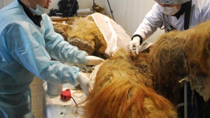 Mammoth hunt: Perfectly preserved Siberian mammoth fossils spread cloning rumor