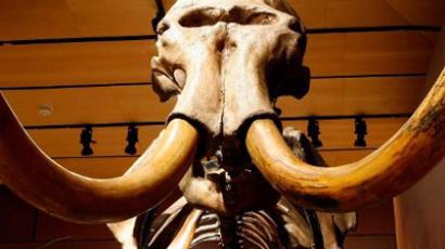 Mammoth hunt: Perfectly preserved Siberian mammoth fossils spread cloning rumor