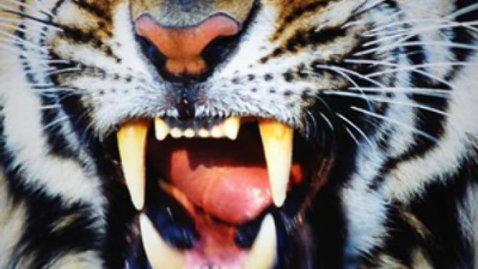 Man-eating tiger shot dead