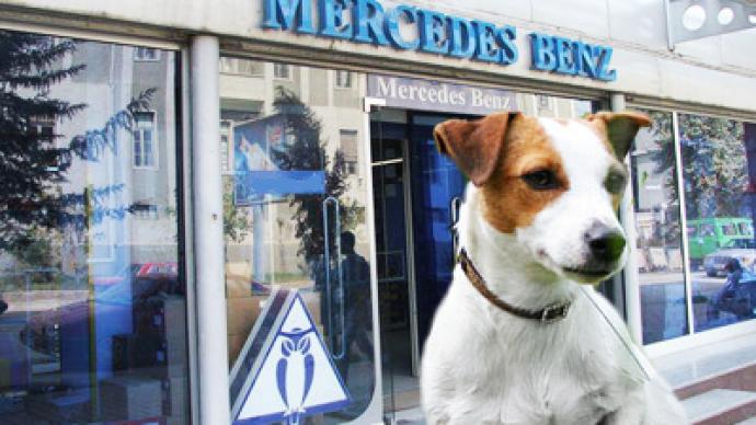 Jack Russell Terrier vs. Mercedes Benz Moscow