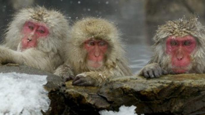 Wild monkeys to measure Fukushima radiation