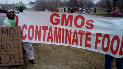 Study reveals GMO corn to be highly toxic