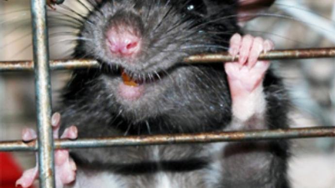 Monster rat attacks babies in hospital