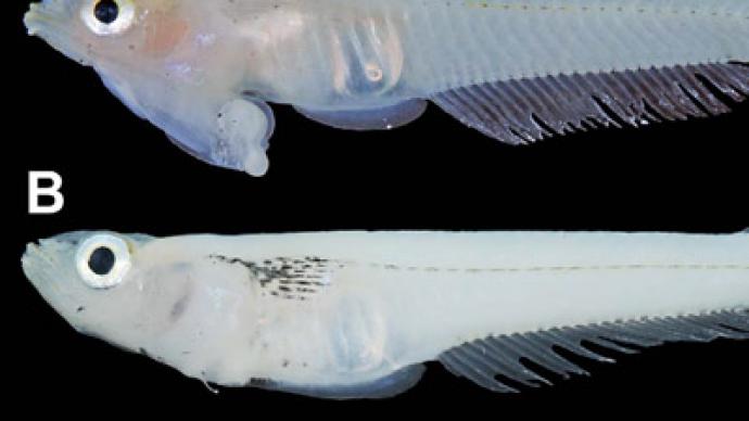 Scientists discover ‘penis-headed’ fish in Vietnam