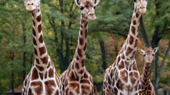 Polish vandals scare two giraffes to death