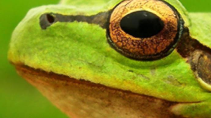 Rare frogs are not about to 'croak'