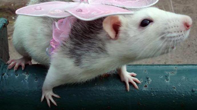 Irresistible rats: beauty rodent-style 