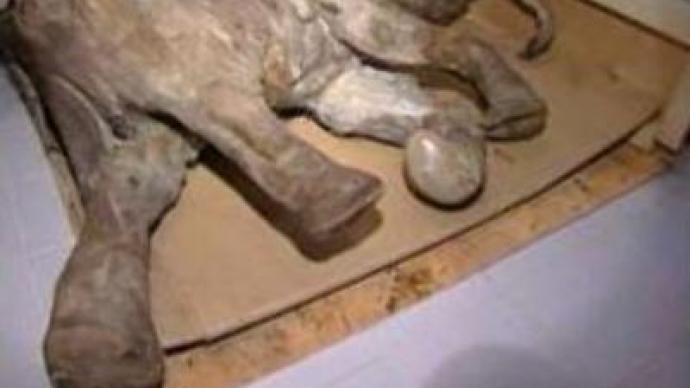 Remains of mammoth found in  Russia