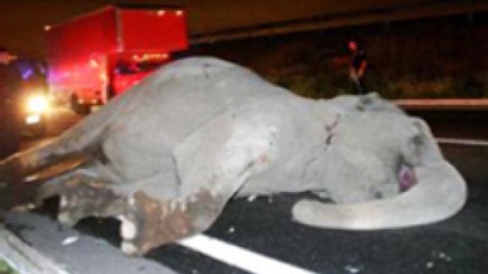 Runaway elephant dies hit by a bus 