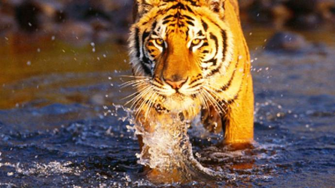 Russia leads way in saving tiger from jaws of extinction