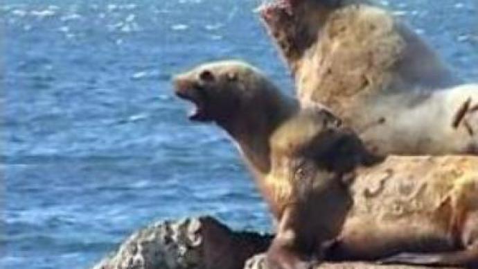 Sea lions enjoy friendly welcome in Far East