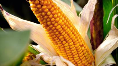 Monsanto, DuPont bury the lawsuit hatchet, set to make more GMO