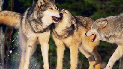 Pack attack: Second Russian republic on hunt for wolves