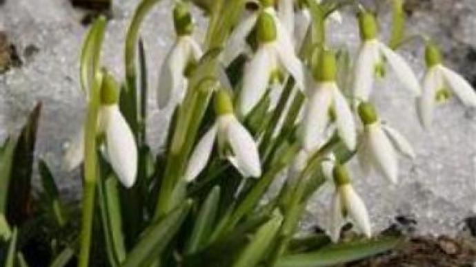 Smuggling snowdrops reaps good profits