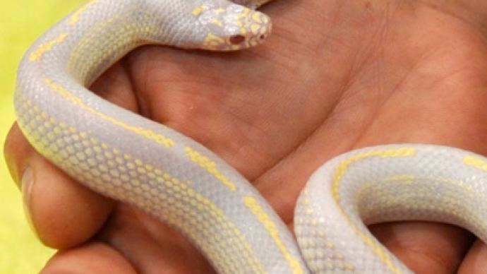 Two-headed monster snake scares Ukrainian zoo visitors