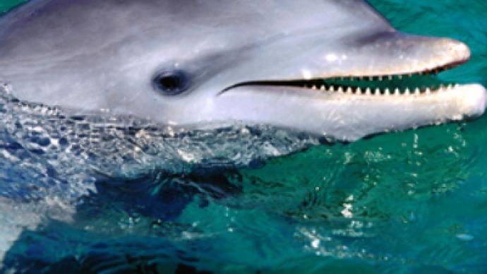 Ukrainian ecologists ask president to grant citizenship to dolphins