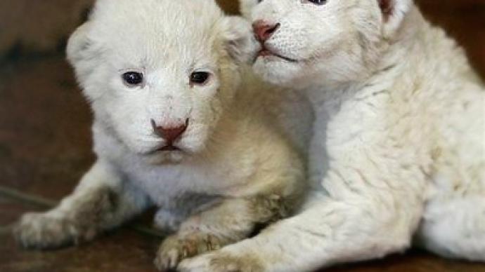 Rare lion cubs born in Belgrade Zoo