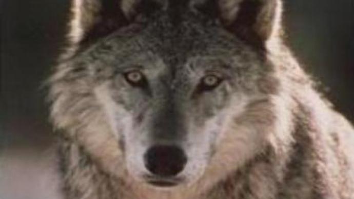 Wolves cause serious damage to flocks in Kalmykia 