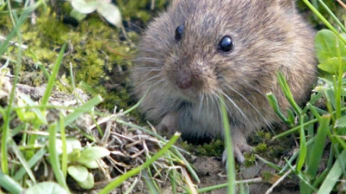 Up to 10,000 US national park visitors risk exposure to deadly mouse-borne virus