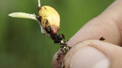 Obama signs 'Monsanto Protection Act' written by Monsanto-sponsored senator