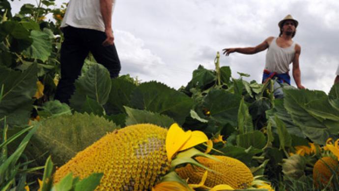 Monsanto wins California: GMO labeling law defeated