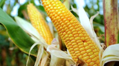 Study reveals GMO corn to be highly toxic