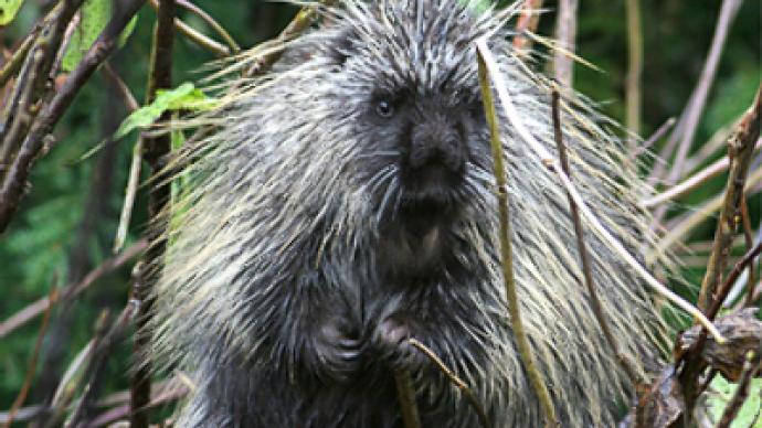 Porcupine takes revenge on tourists breaking sex law
