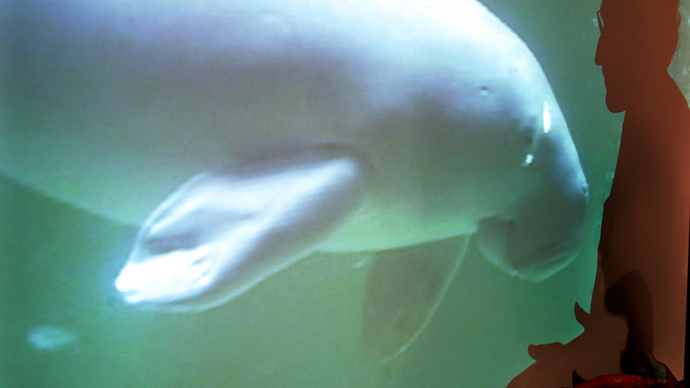 ‘Endangered Okinawa dugong’s habitat to be bulldozed for the sake of US military base’