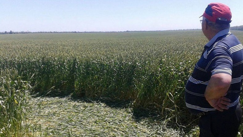 D’étranges cercles apparaissent dans un champ russe