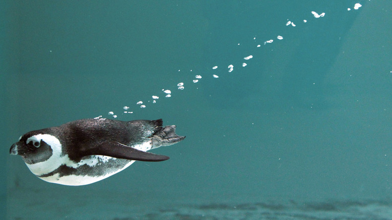 Un pingouin en fuite après l’inondation du zoo de Tbilissi a atteint l’Azerbaïdjan