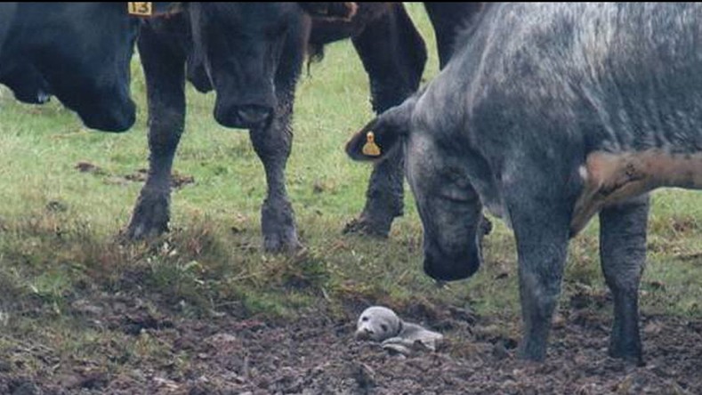 Une bébé phoque sauvée par des vaches en Angleterre
