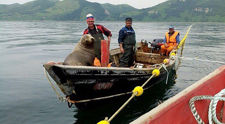 Un phoque grimpe à bord d'une barque, et navigue pendant huit heures avec les pêcheurs